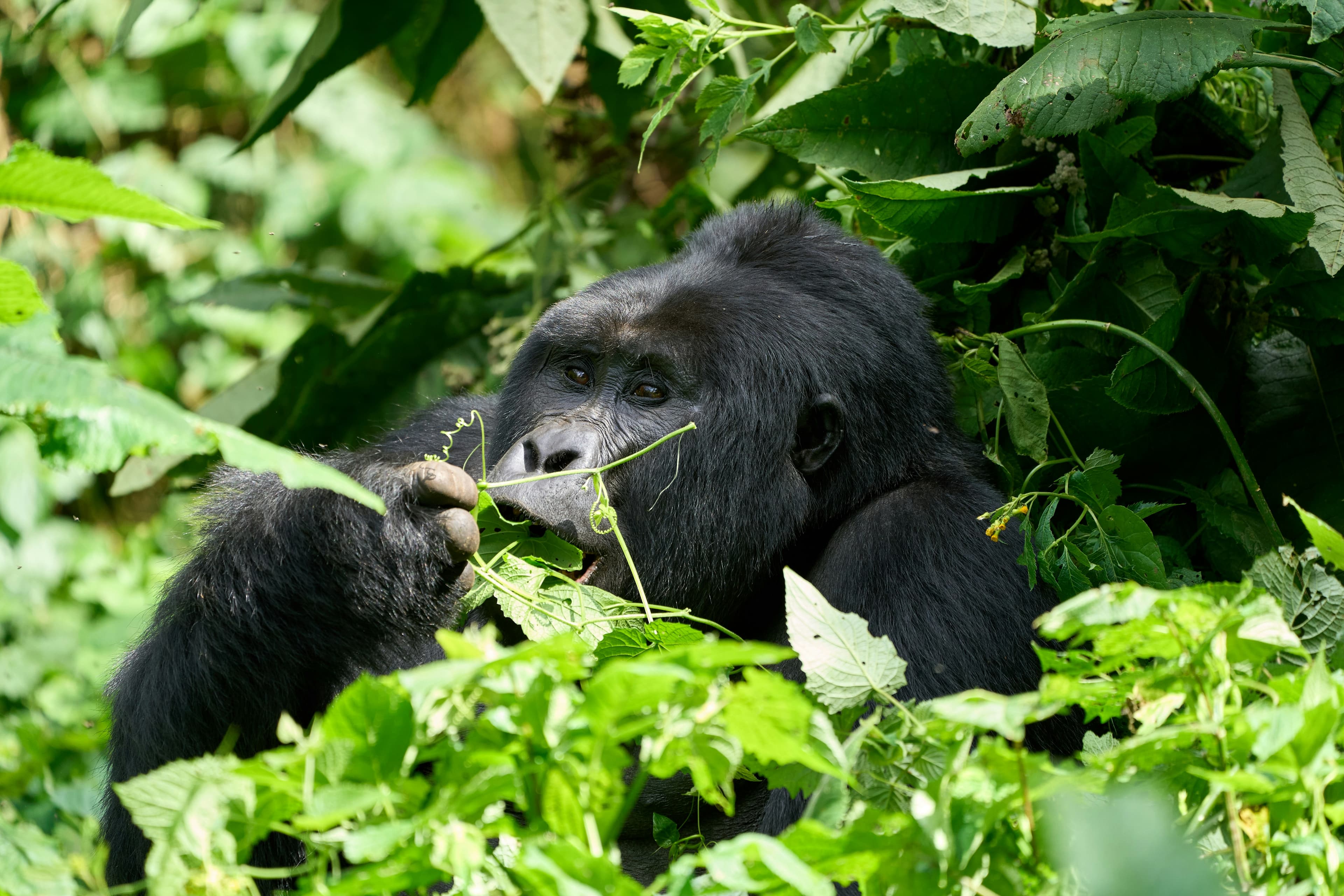 A mountain gorilla in Bwindi Impenetrable Forest