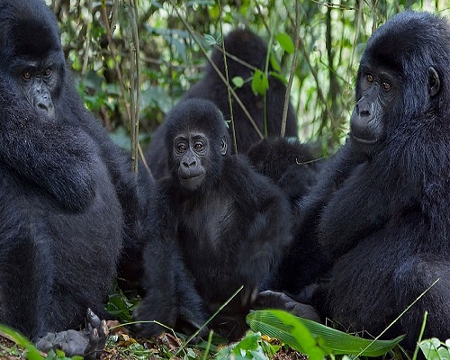 gorilla family