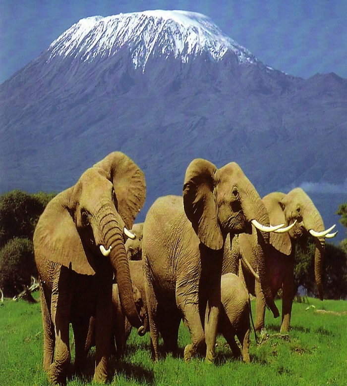 elephants