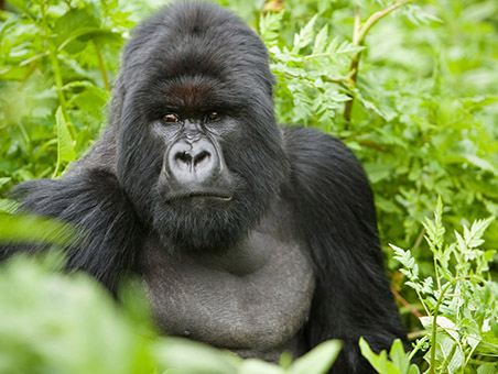 gorilla