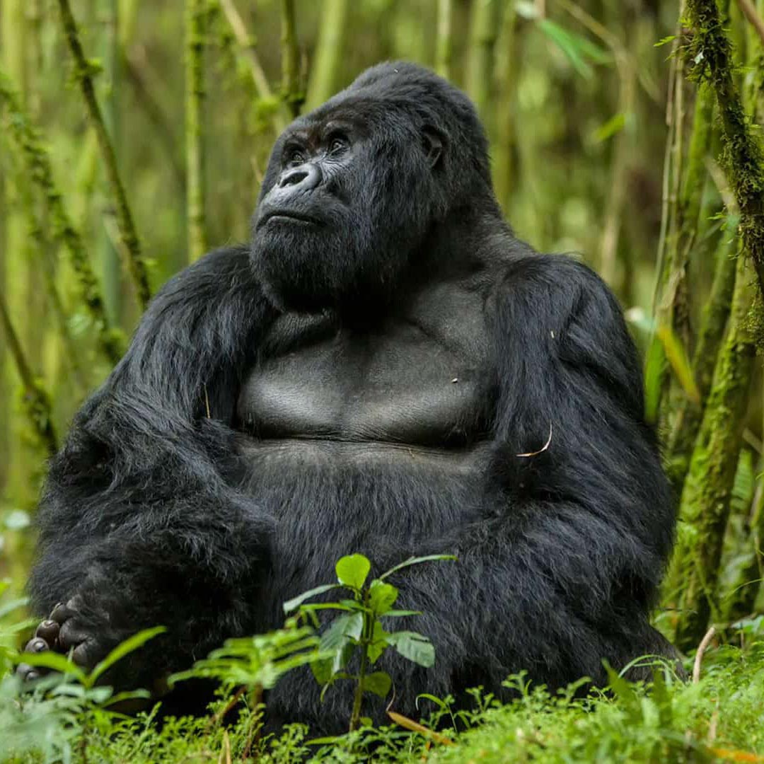gorilla