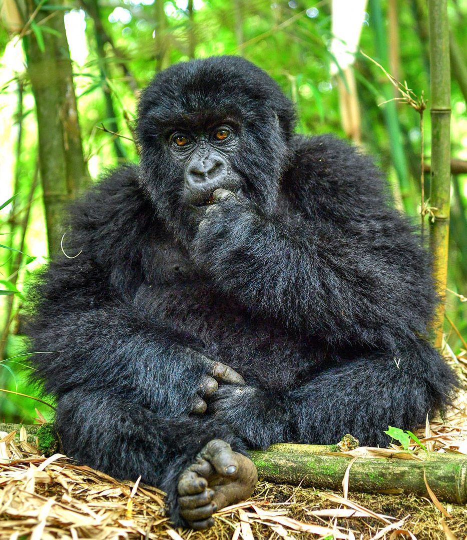 gorilla