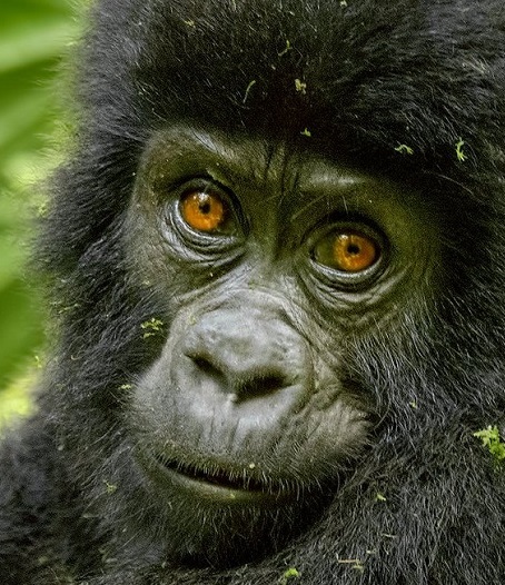 gorilla