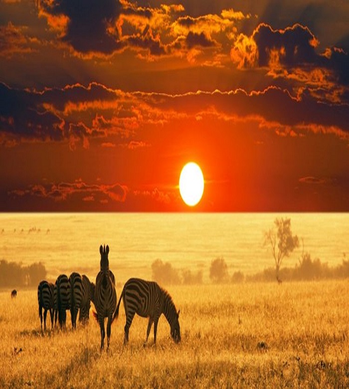 zebras at sunset