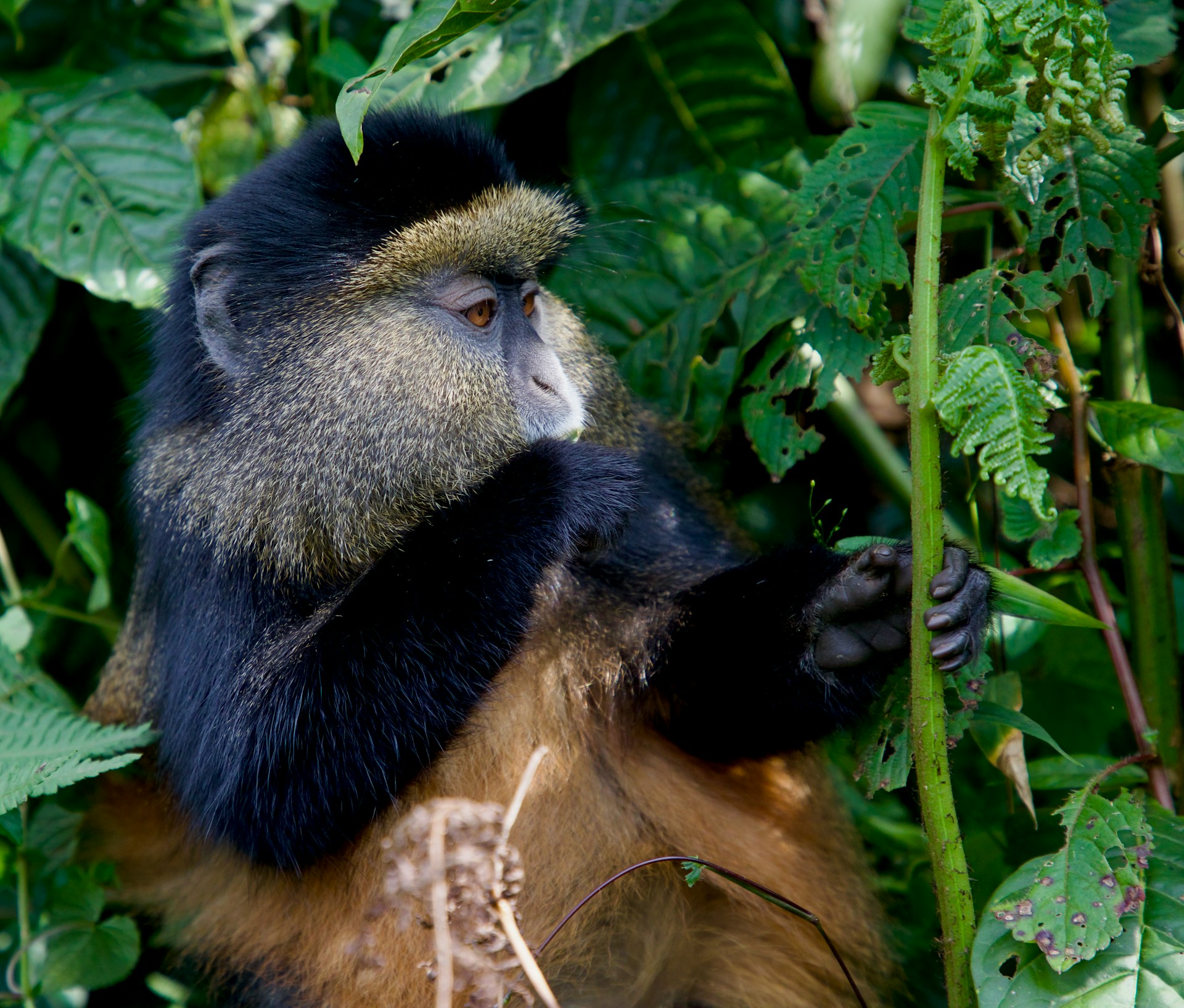 golden monkey