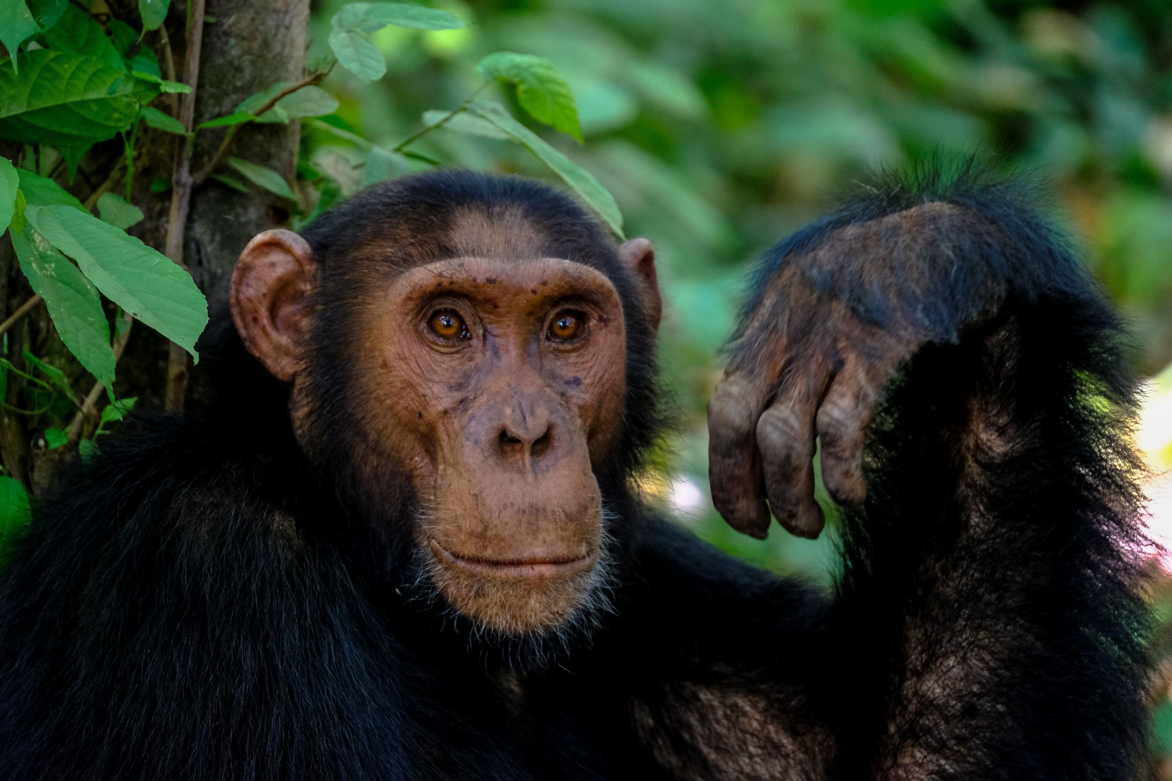 Kibale Chimpanzee Tracking Safari