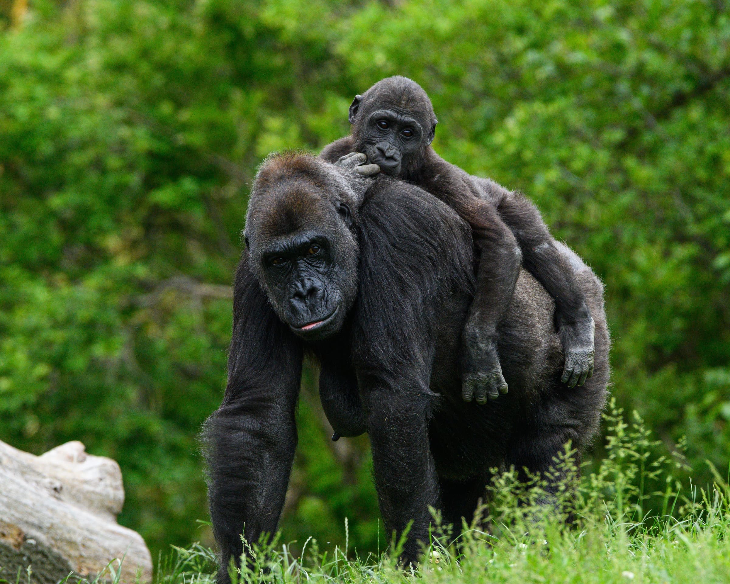 Uganda & Rwanda Double Gorilla Safari