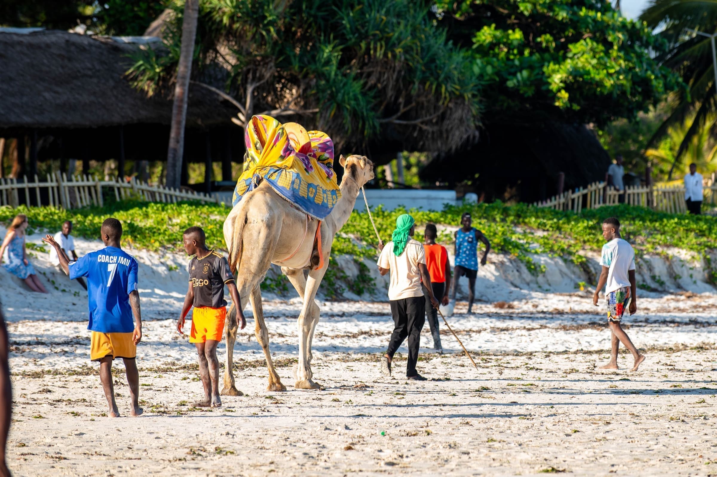 Beach Safaris
